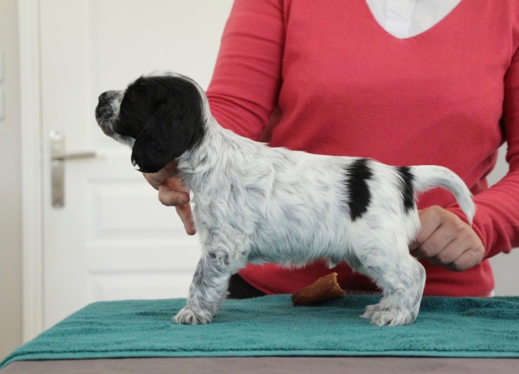 Du Marquis Aux Cailles - Cocker Spaniel Anglais - Portée née le 05/02/2020
